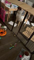 Cardboard Thwarts Climbing Kitten