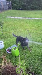 Heeler Loves Water Hose