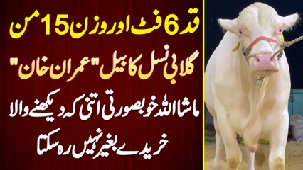 Height 6 Feet Or Weight 600 KG, Gulabi Nasal Bail "Imran Khan", Dekhne Wala Kharide Bina Na Reh Sake