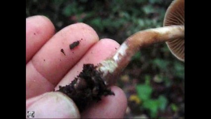 Cortinarius paleaceus. Champimaginatis. English Text