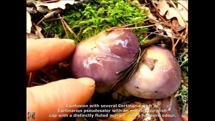 Cortinarius salor. Champimaginatis. English Text