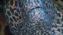 'Fascinating Symbiotic Relationship' - Intimidating Moray Eel lets Cleaner Shrimp remove dirt from its mouth
