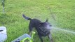 Heeler Loves Water Hose