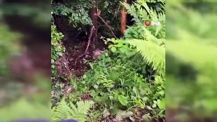 Arı kovanlarına ulaşmak isteyen ayı çelik tellere dolandı