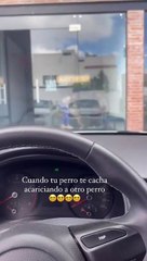 Cão ignora a dona depois de a ver acariciar outro