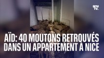 Nice: 40 moutons retrouvés entassés dans un appartement, destinés à être vendus  pour l'Aïd el-Kebir