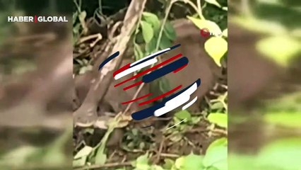 Rize'de ayının zor anları kameraya yansıdı: Kovanlara ulaşmak isterken...