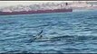 Baleia-sardinheira avistada ao largo do Estoril. Veja o vídeo