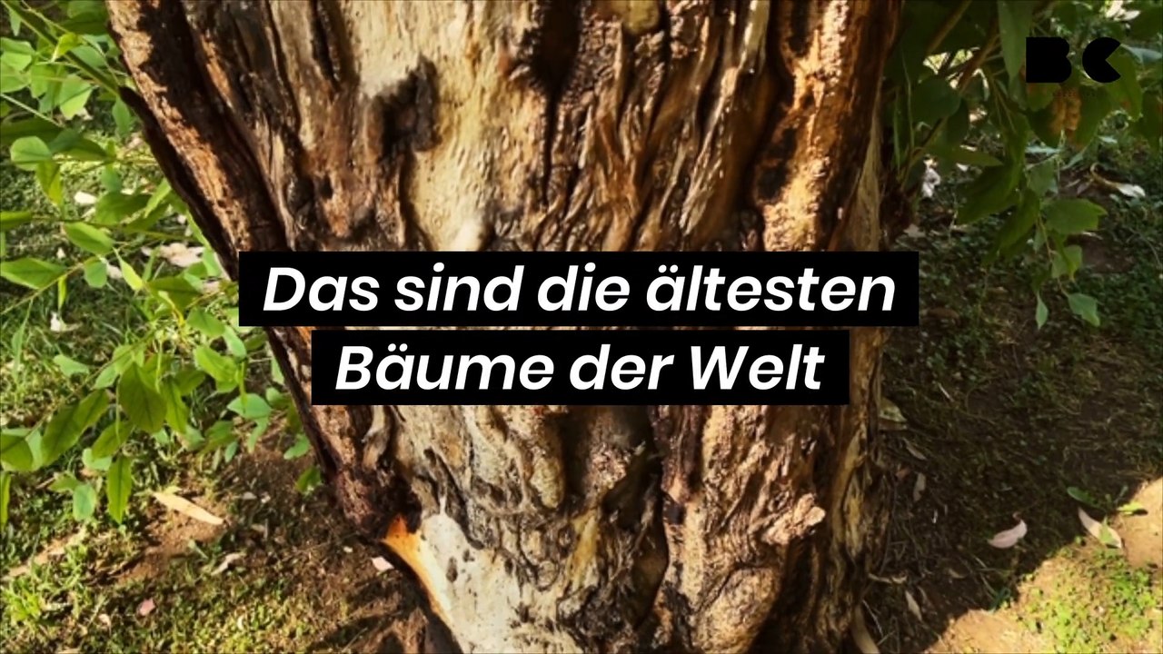 Das sind die ältesten Bäume der Welt