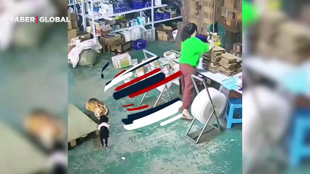 Yavru köpeğin imdadına yetişen kedinin görüntüleri sosyal medyada gündem oldu