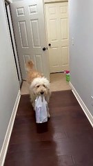 Shaggy Dog Helps Bring Groceries Inside