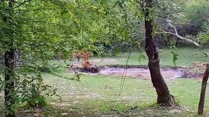 मां- बेटी के बीच इालाके को लेकर संघर्ष, बेटी ने डाले हथियार