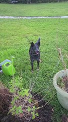 Heeler Loves Water Hose