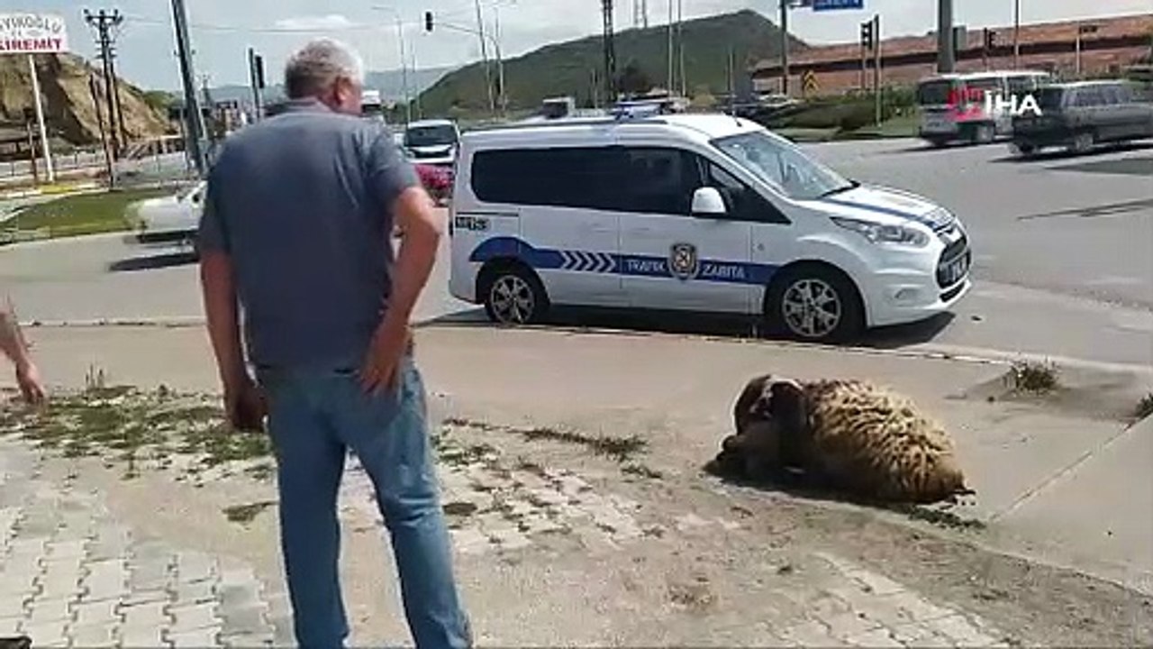 Araçtan düşen kurbanlık hayvanı zabıta ekipleri sahibine teslim etti