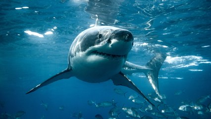 Experts Agree: This South Carolina Man's Way Of Telling If There's A Shark In The Water Is 100% Accurate
