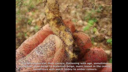 Cortinarius trivialis. Champimaginatis. English Text