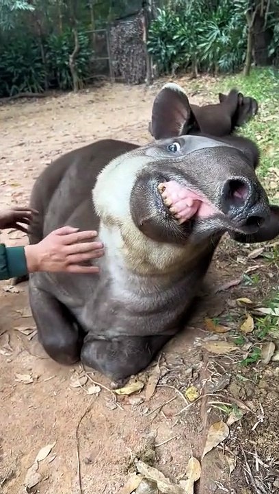 Ce tapir adore les grattouilles