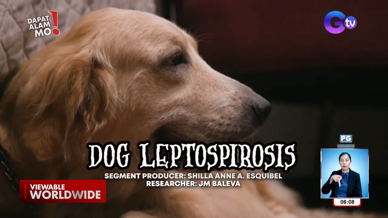 Leptospirosis sa aso, paano maiiwasan? | Dapat Alam Mo!