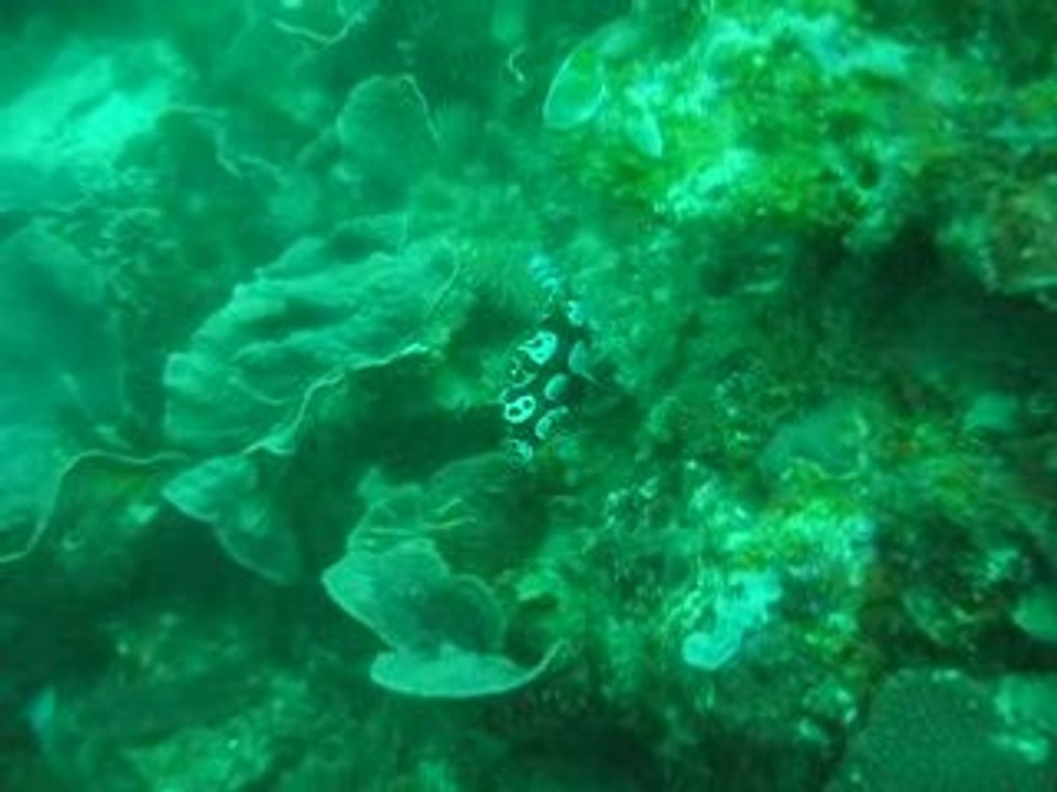 gatterin arlequin philippines visayas