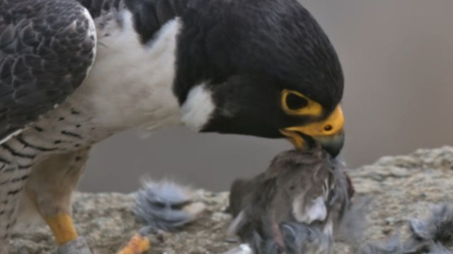 Aggressive fledgling mercilessly snatches prey from daddy falcon's mouth