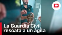 La Guardia Civil rescata un ejemplar de águila ratonera en Chiclana, Cádiz