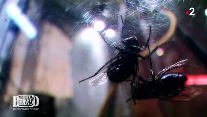 Exclu. Fort Boyard : Yoann Huguet complètement paniqué face aux insectes dans la cabane abandonnée !