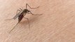Primeros Casos De Malaria En EEUU Tras Más De 20 Años