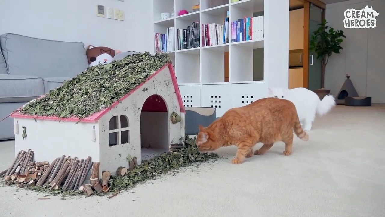 300 Dollars Crazy Catnip Party! (ENG SUB)