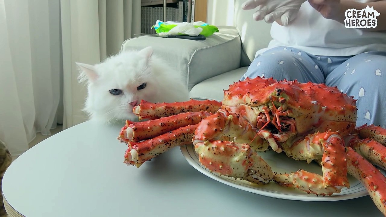 Cats Met King Crab! (ENG SUB)
