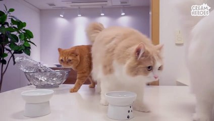 I'm Worried. TT Started Not Eating Again. (ENG SUB)
