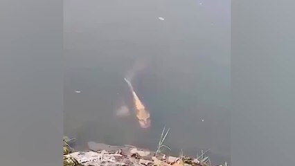 El pez que parece tener cara de humano