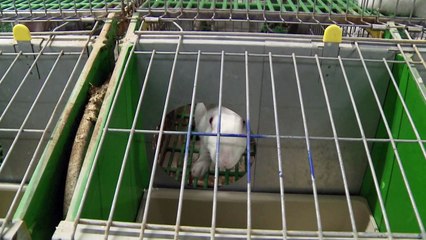 Conforto e bem-estar animal como aliados da criação de coelhos