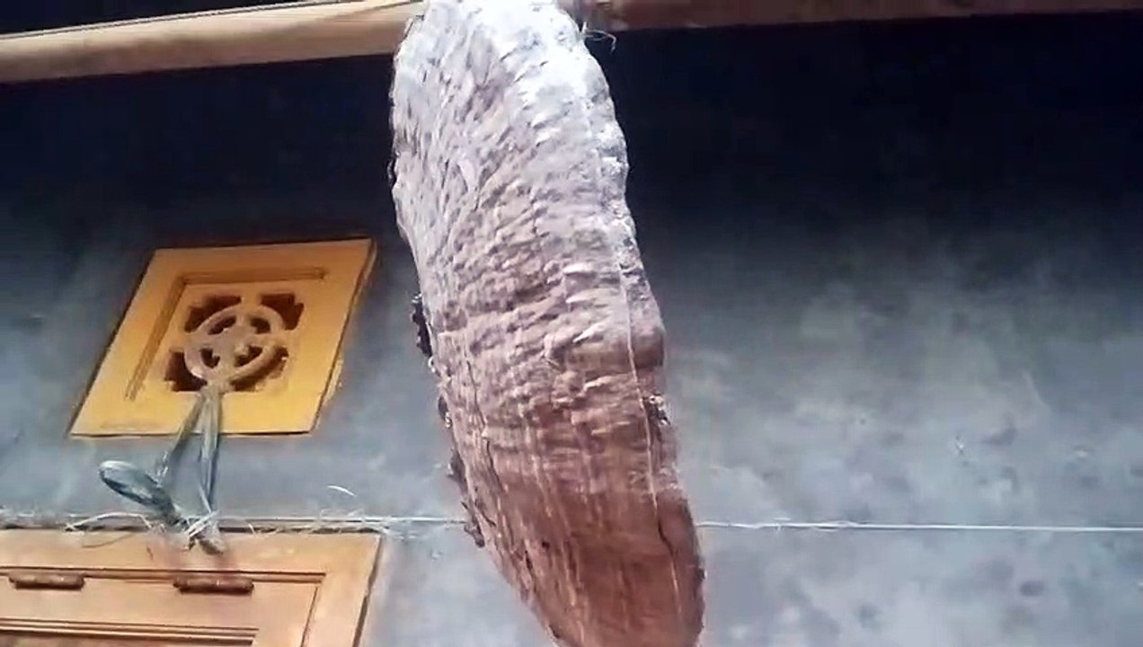 Misteri The Big of Ganoderma