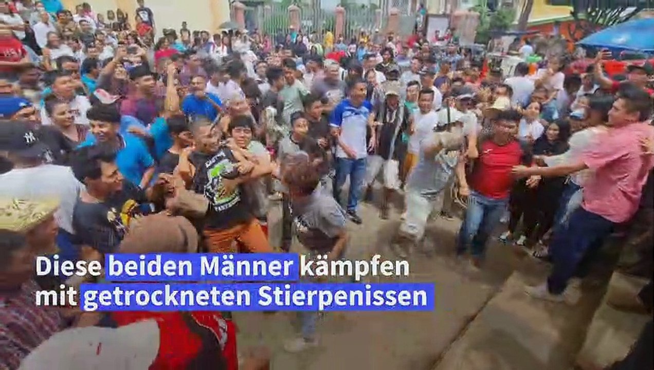 Prügelei mit Stierpenissen