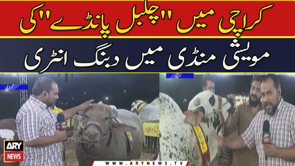 Karachi Mai "Chulbul Pandey" Ki Maweshi Mandi Mai Dabbang Entry