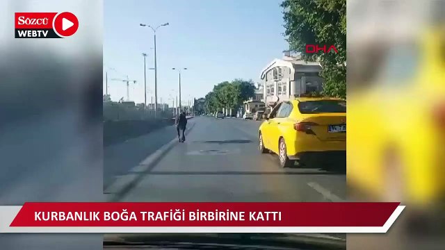Güngören'de sahibinin elinden kaçan kurbanlık boğa trafiği birbirine kattı 