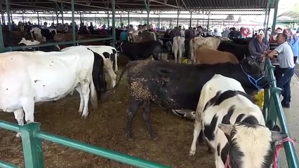 La vente de sacrifices s'est poursuivie à Isparta quelques heures avant la fête du sacrifice