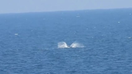 Moment minke whale leaps from water off Scarborough coast in ‘unusual’ full breach