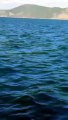 Fethiye'de köpek balığı görüntülendi. Tekne kaptanı o anları böyle kaydetti