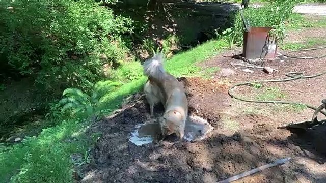 Beurre de cacahuète que le chien veut aider