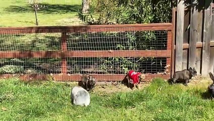 Dolly le cochon pense qu'elle est un chien