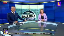 ¿Por qué hay avistamiento de ballenas en Lima y Callao?