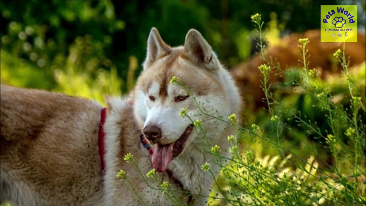 10 RAÇAS DE CÃES MAIS FOFAS