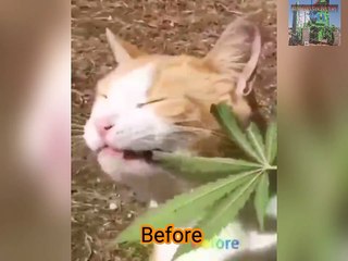 Cat eating ... Try not to laugh 