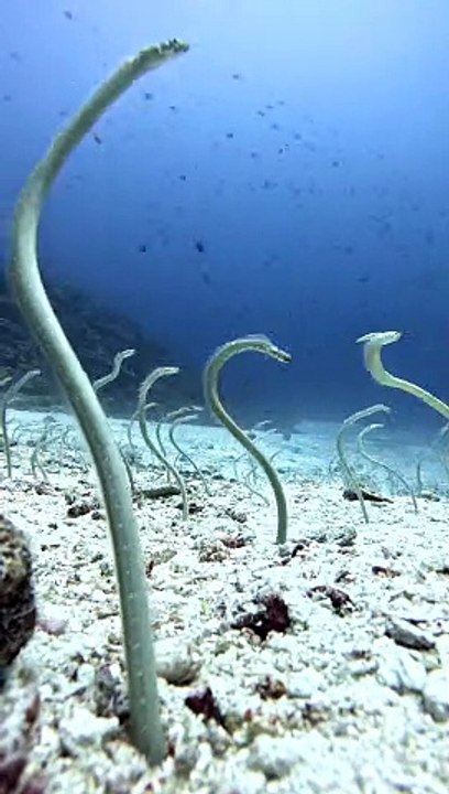 A Garden of Eels