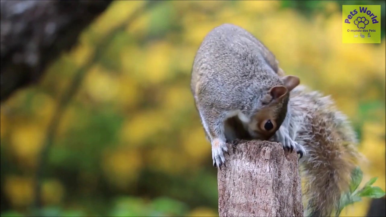 10 ANIMAIS QUE SALVARAM VIDAS DE PESSOAS [ANIMAIS INTELIGENTES]
