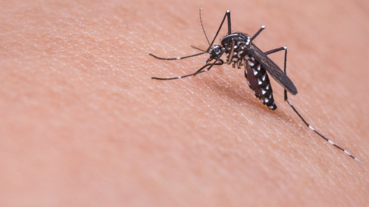 This $10 Mosquito Hack Will Keep You Bite-Free All Summer Long