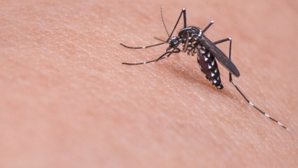 This $10 Mosquito Hack Will Keep You Bite-Free All Summer Long