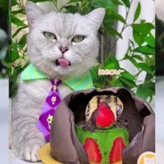 Cat  foods tasty foods 