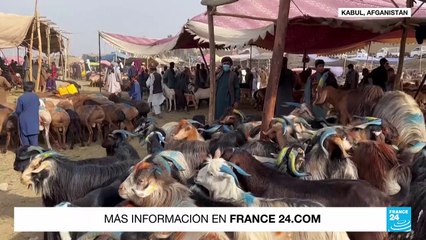Arabia Saudita: peregrinos a La Meca ascienden al monte Arafat en segundo día del Hajj